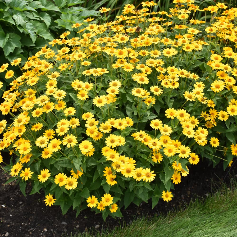 NetPS Plant Finder (www.netpsplantfinder.com)