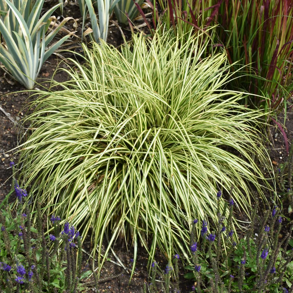 Carex Evergold