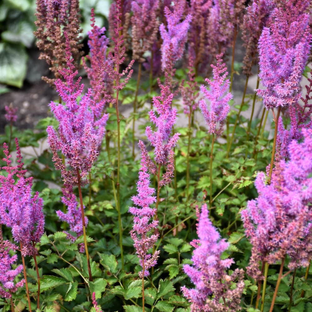 NetPS Plant Finder (www.netpsplantfinder.com)