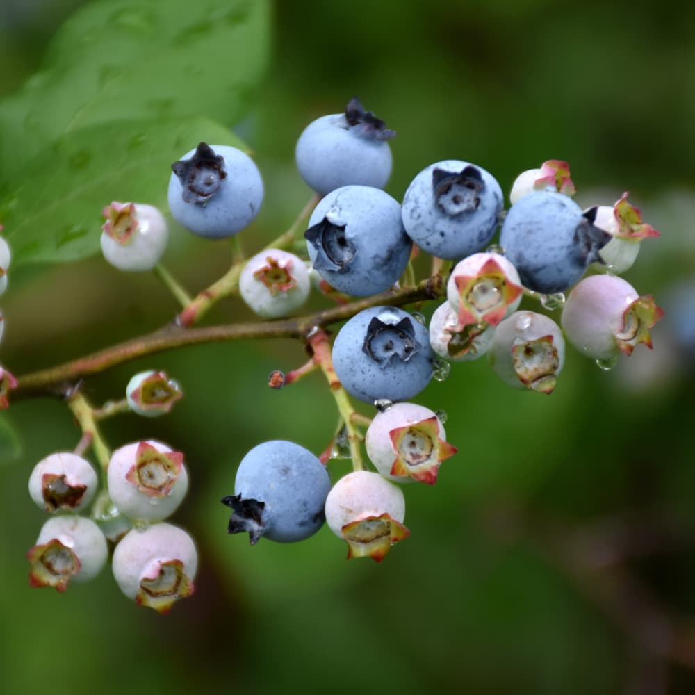 Blueberry Highbush