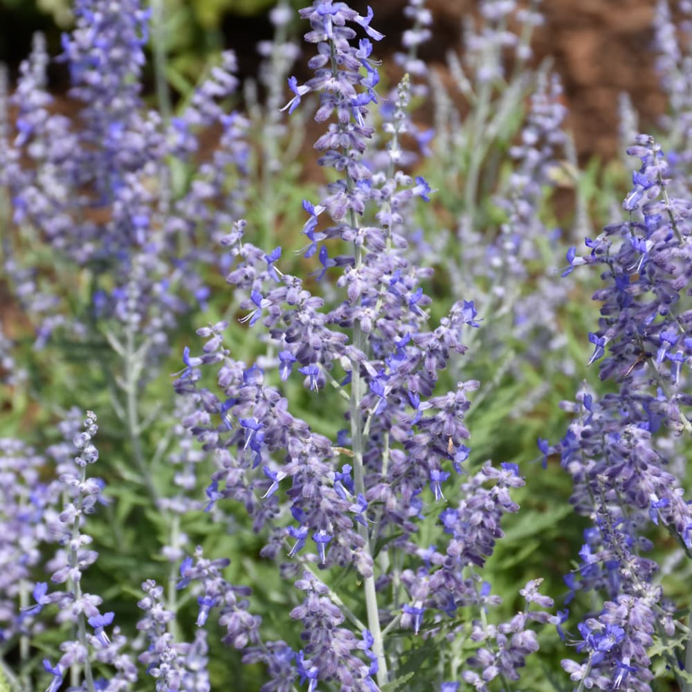 NetPS Plant Finder (www.netpsplantfinder.com)