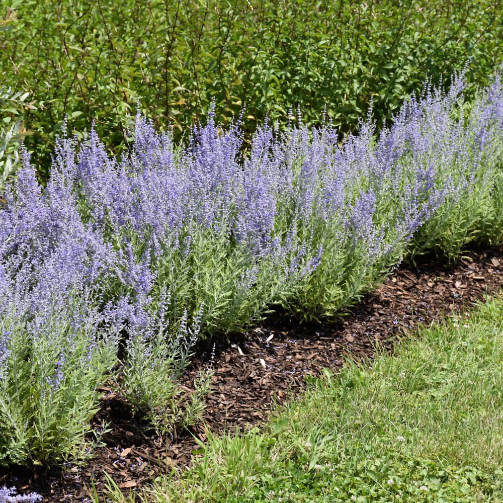 NetPS Plant Finder (www.netpsplantfinder.com)