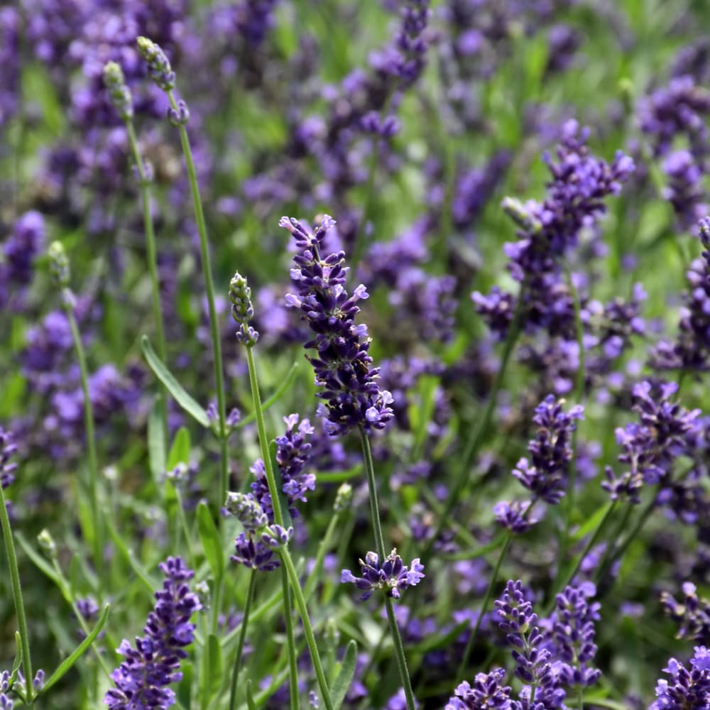 NetPS Plant Finder (www.netpsplantfinder.com)
