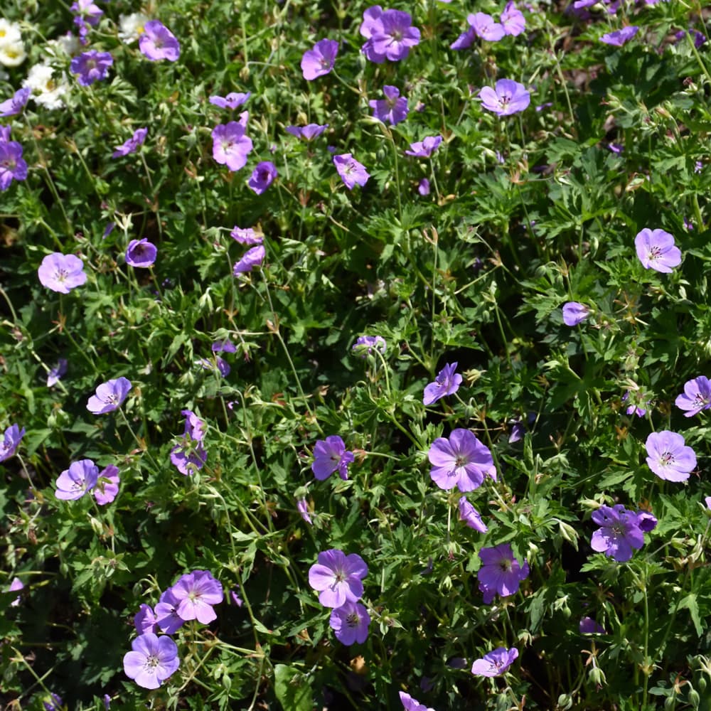 NetPS Plant Finder (www.netpsplantfinder.com)