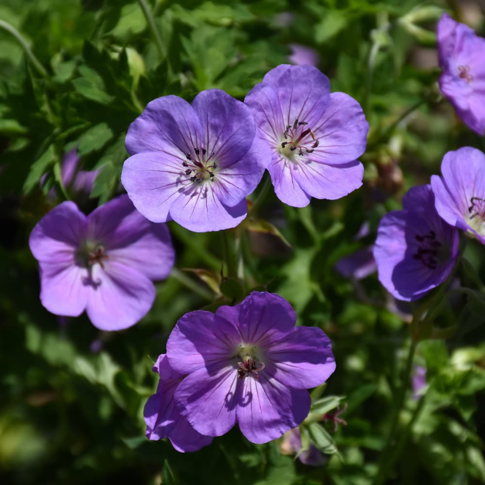 NetPS Plant Finder (www.netpsplantfinder.com)