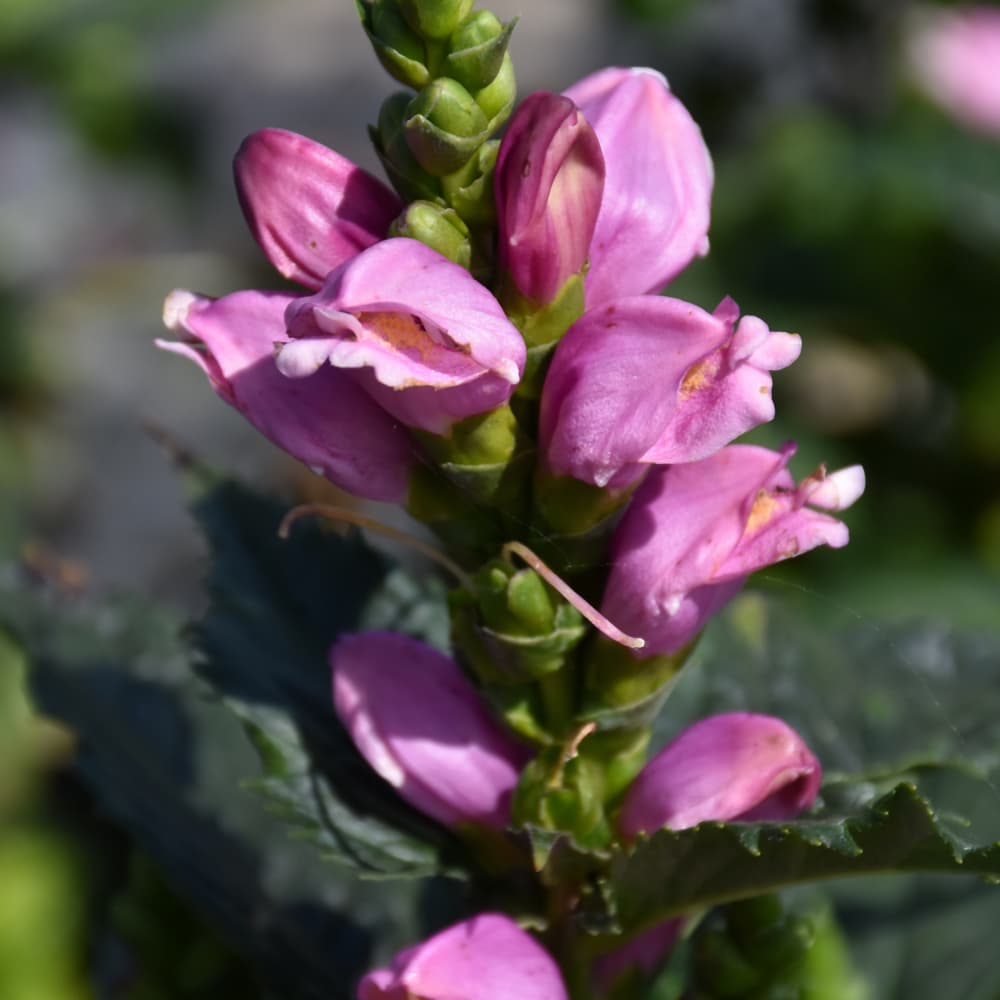 NetPS Plant Finder (www.netpsplantfinder.com)