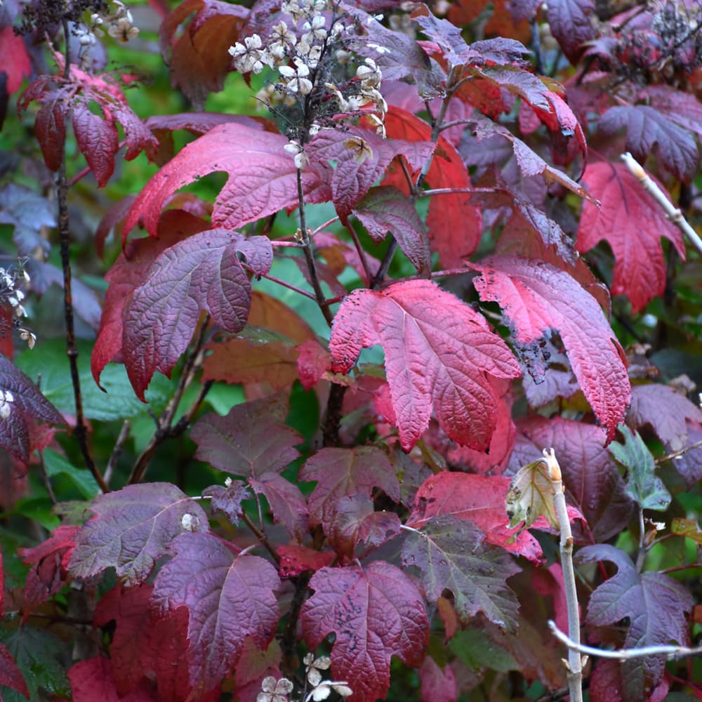 NetPS Plant Finder (www.netpsplantfinder.com)