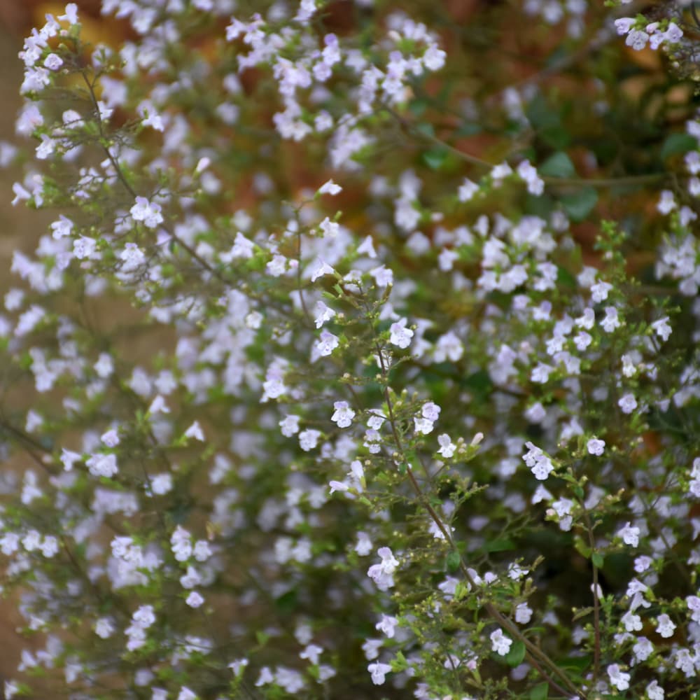 NetPS Plant Finder (www.netpsplantfinder.com)