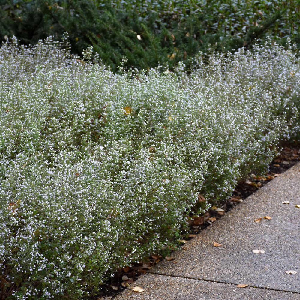 NetPS Plant Finder (www.netpsplantfinder.com)