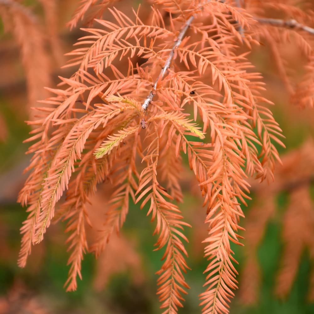 NetPS Plant Finder (www.netpsplantfinder.com)