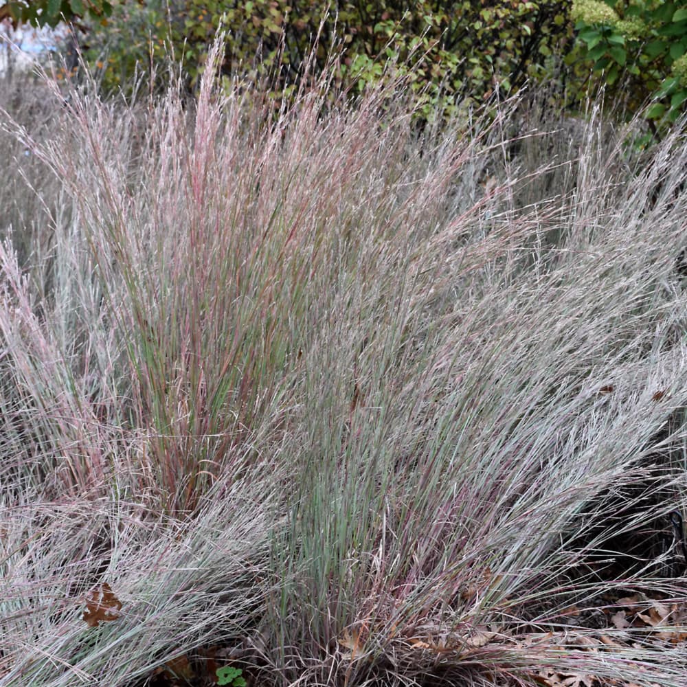NetPS Plant Finder (www.netpsplantfinder.com)