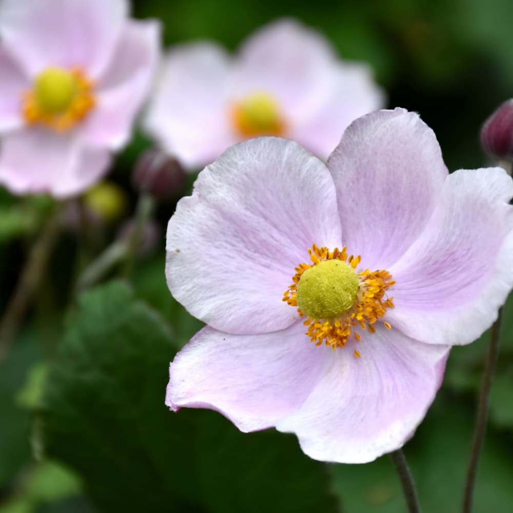 Anemone September Charm