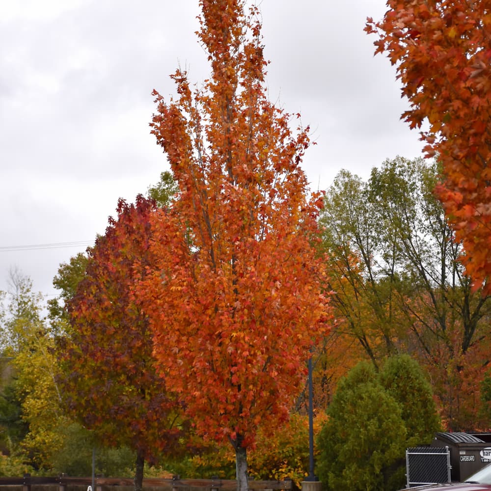 NetPS Plant Finder (www.netpsplantfinder.com)