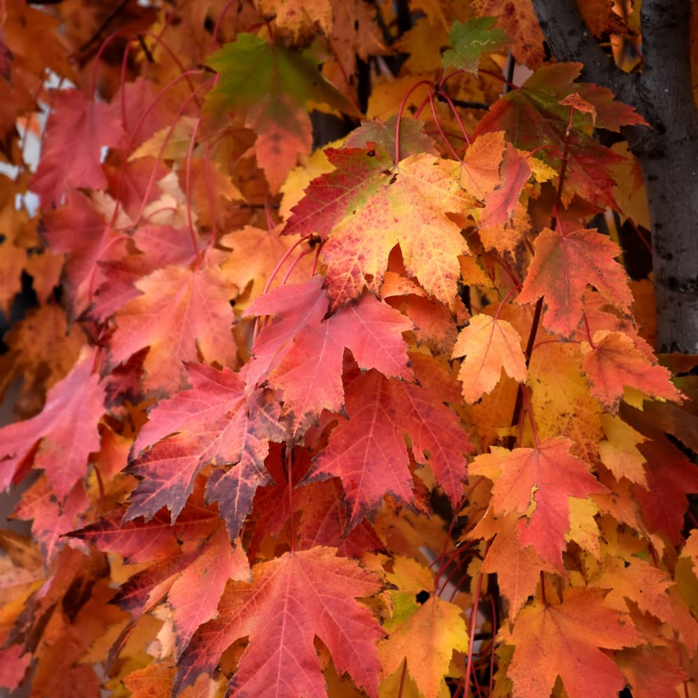 NetPS Plant Finder (www.netpsplantfinder.com)