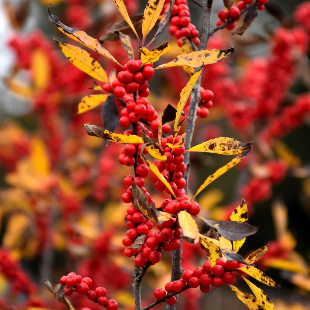 NetPS Plant Finder (www.netpsplantfinder.com)