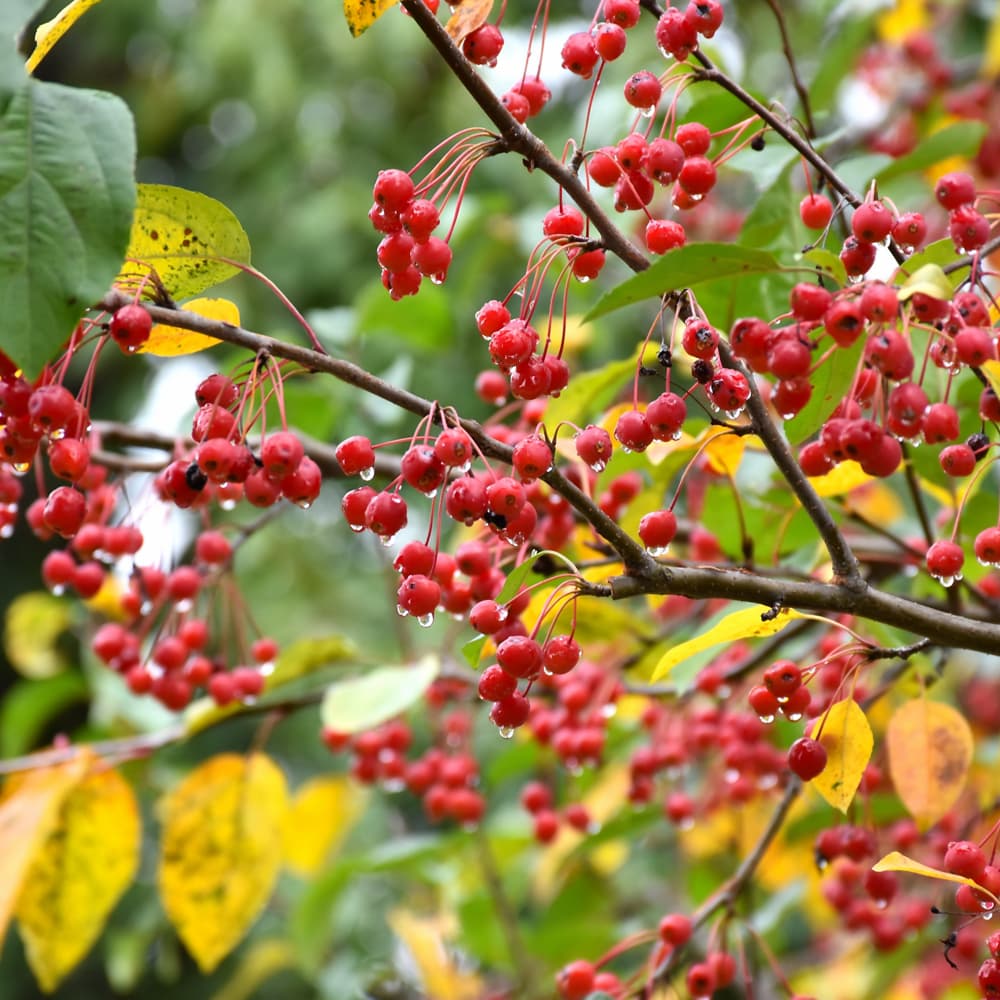 NetPS Plant Finder (www.netpsplantfinder.com)