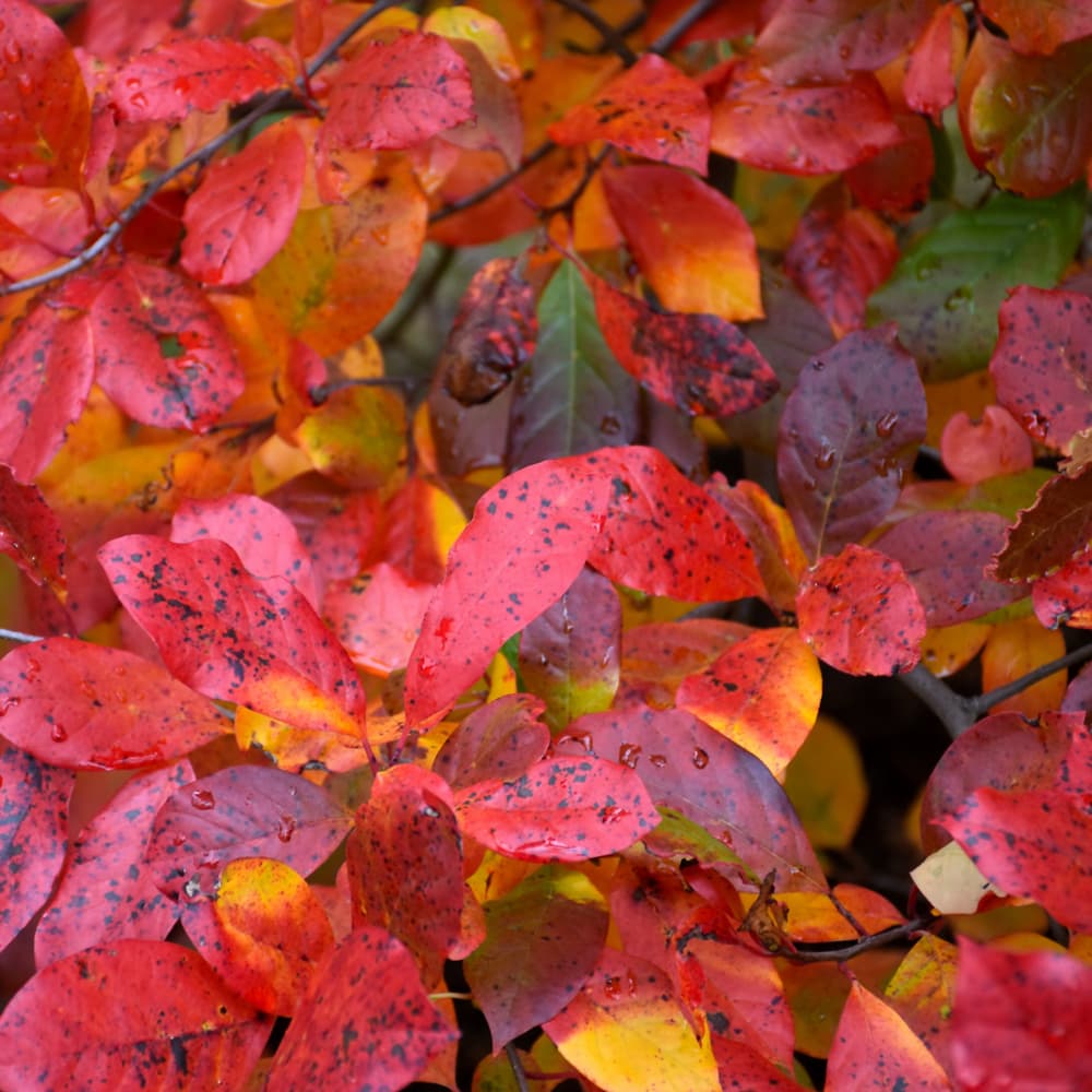 NetPS Plant Finder (www.netpsplantfinder.com)