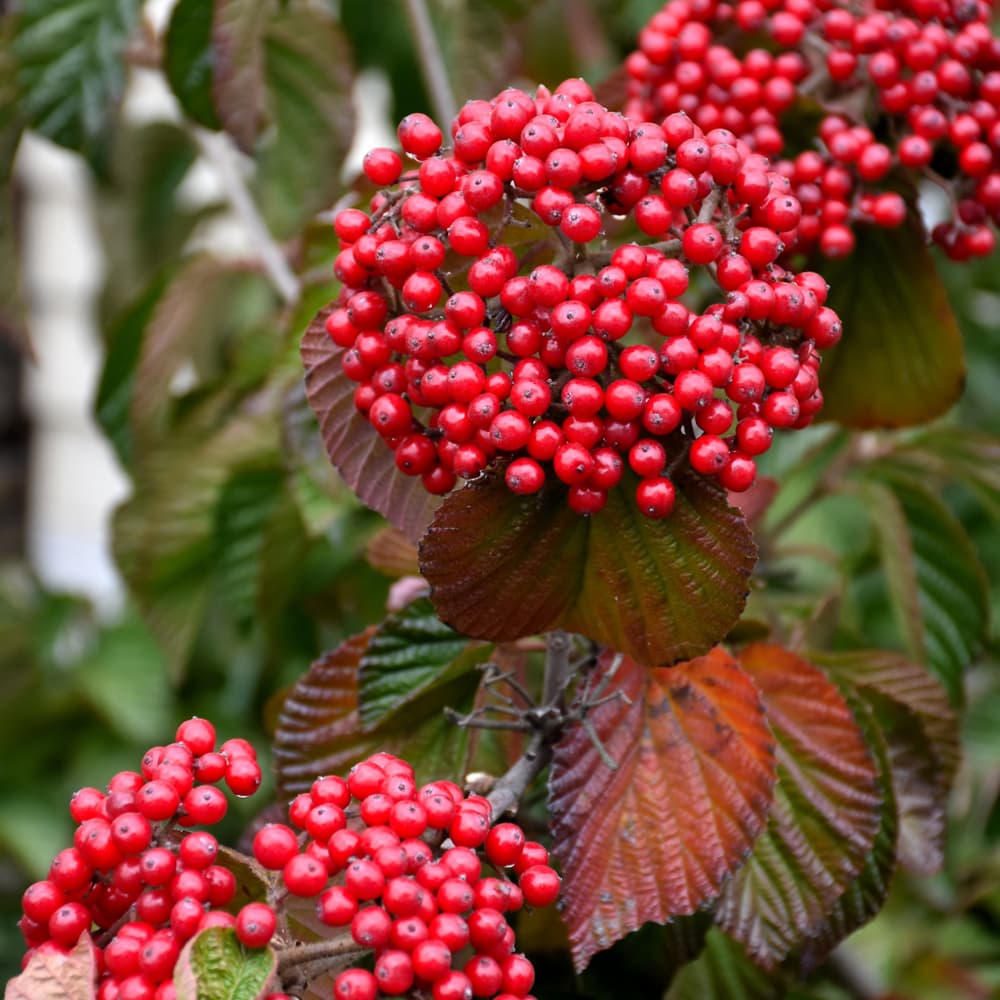 NetPS Plant Finder (www.netpsplantfinder.com)