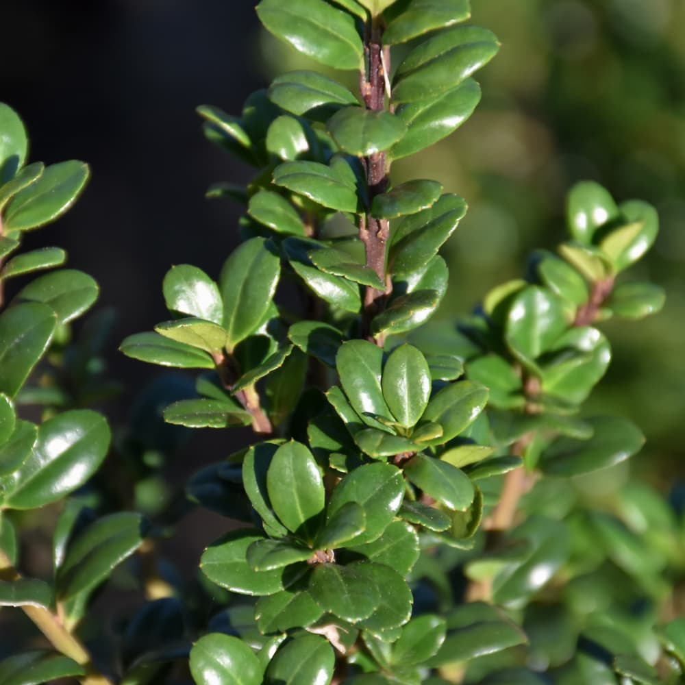 NetPS Plant Finder (www.netpsplantfinder.com)