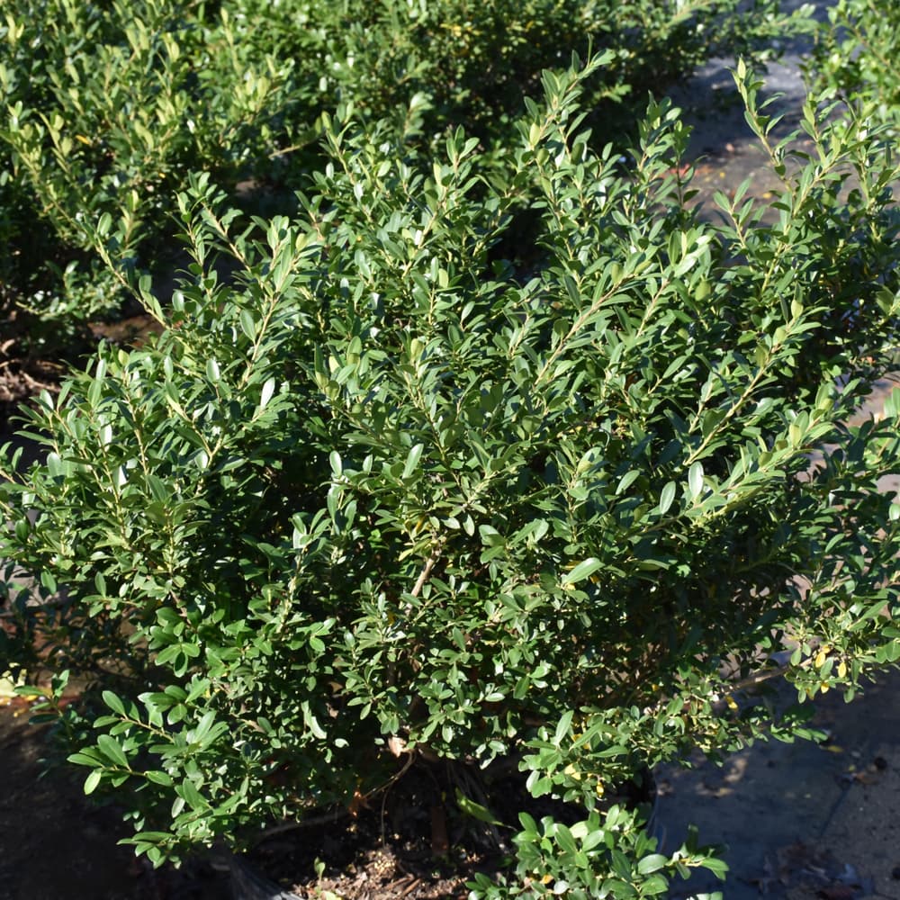 NetPS Plant Finder (www.netpsplantfinder.com)