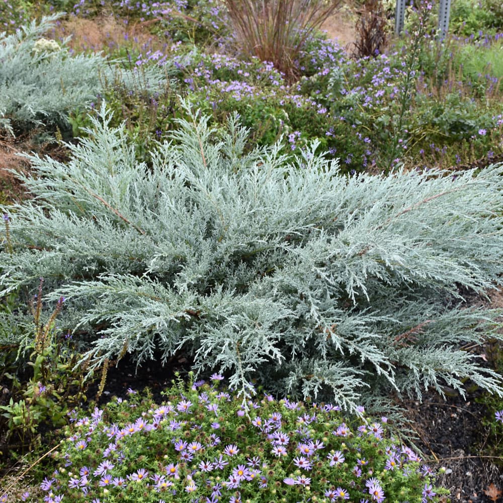 NetPS Plant Finder (www.netpsplantfinder.com)