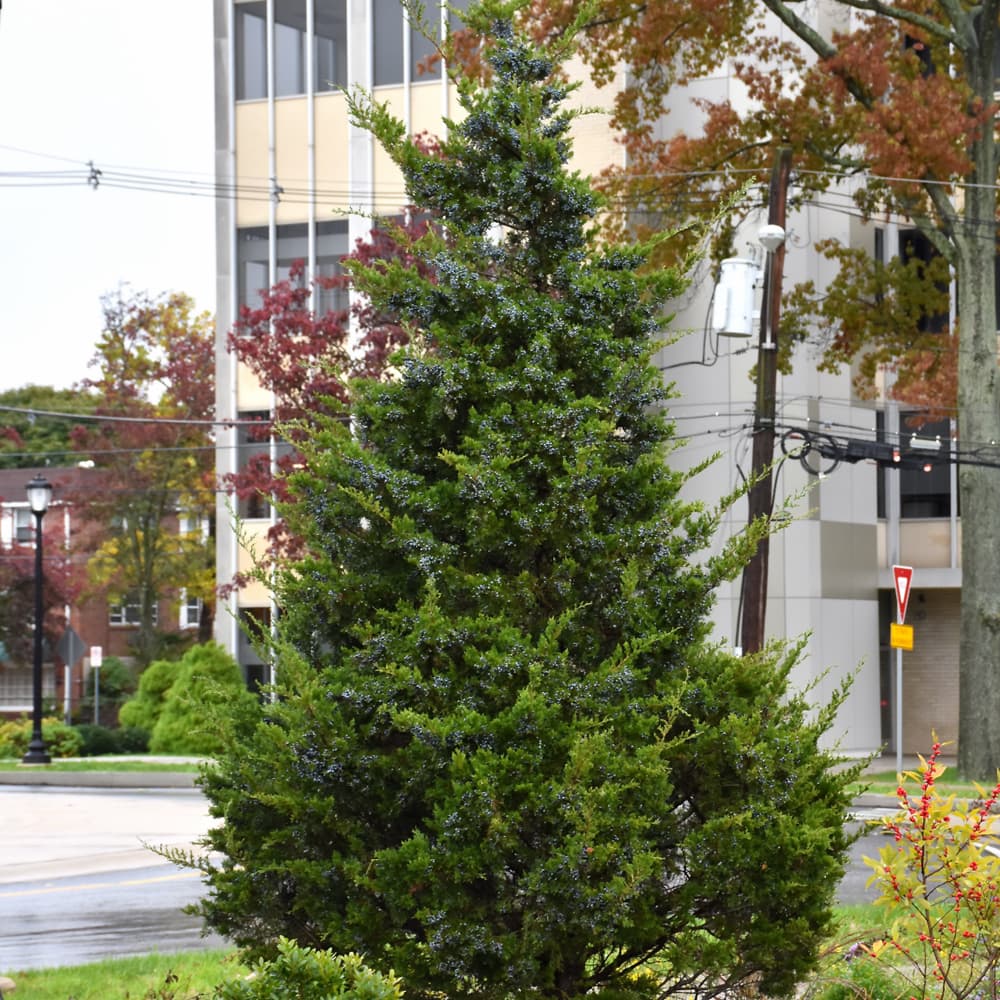Juniper Emerald Sentinel