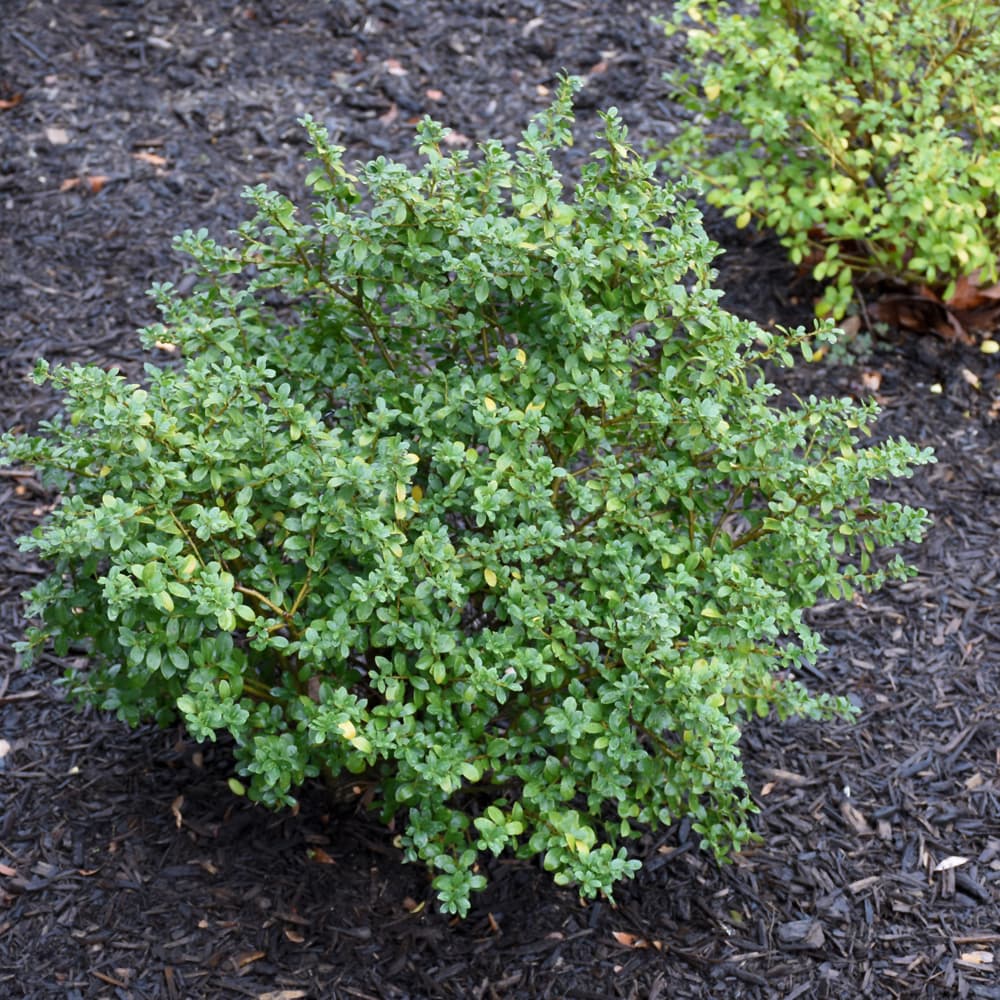 NetPS Plant Finder (www.netpsplantfinder.com)