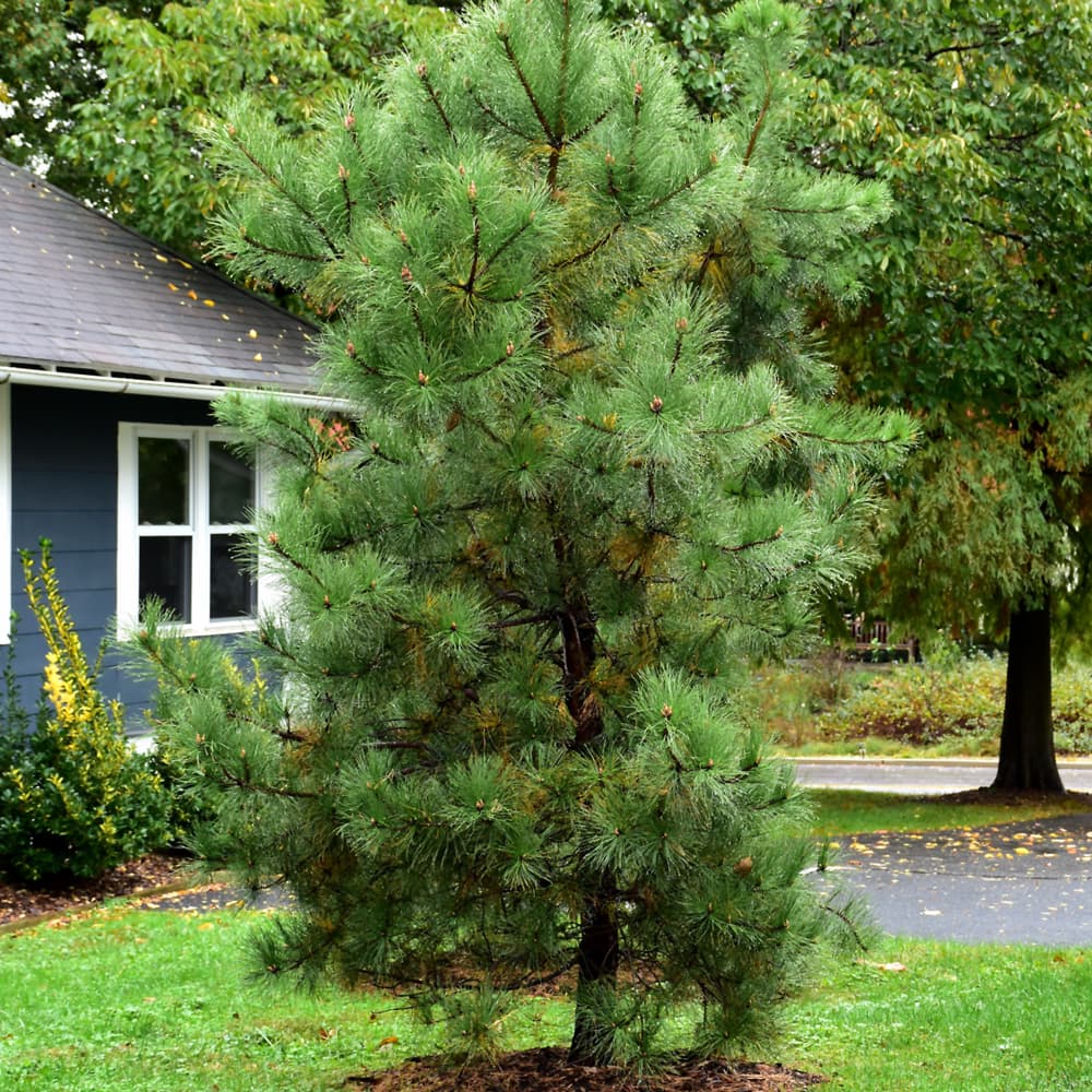 Pine Pitch