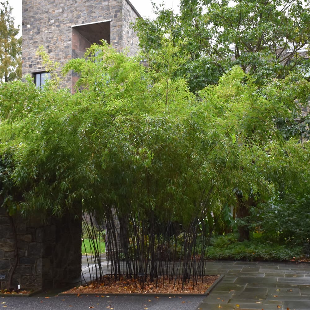 NetPS Plant Finder (www.netpsplantfinder.com)