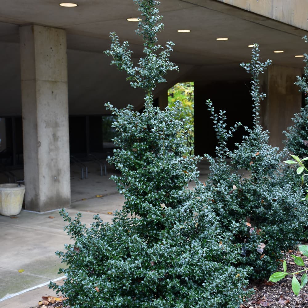 NetPS Plant Finder (www.netpsplantfinder.com)