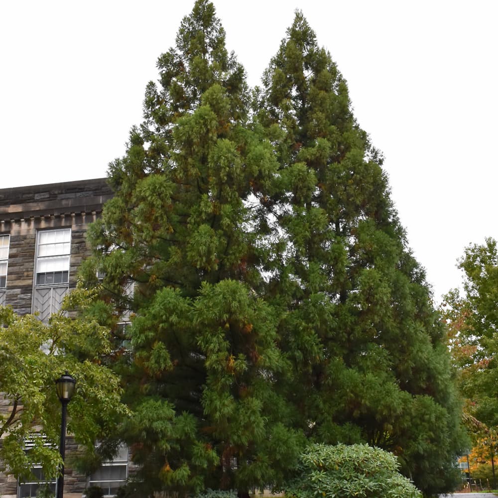 NetPS Plant Finder (www.netpsplantfinder.com)