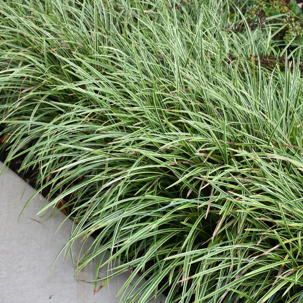 NetPS Plant Finder (www.netpsplantfinder.com)