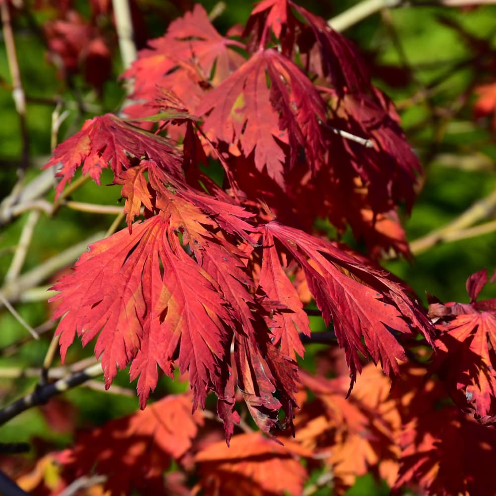 NetPS Plant Finder (www.netpsplantfinder.com)