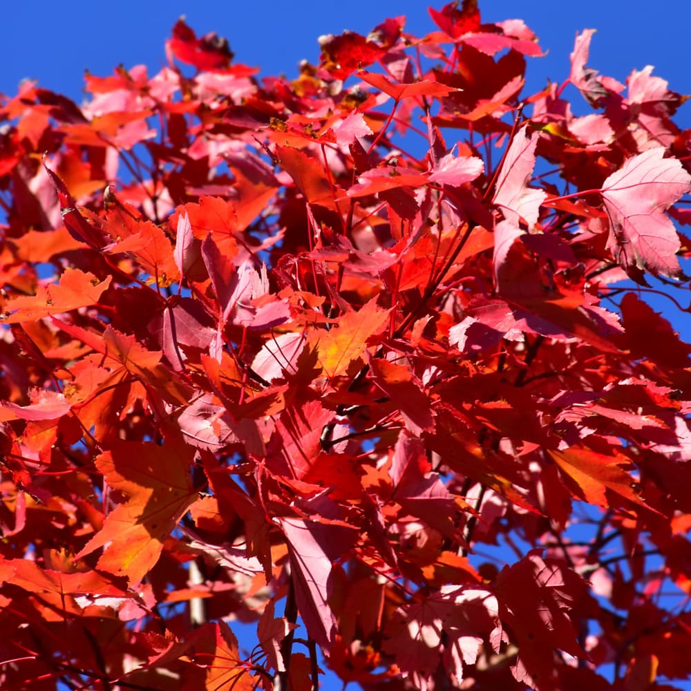 NetPS Plant Finder (www.netpsplantfinder.com)