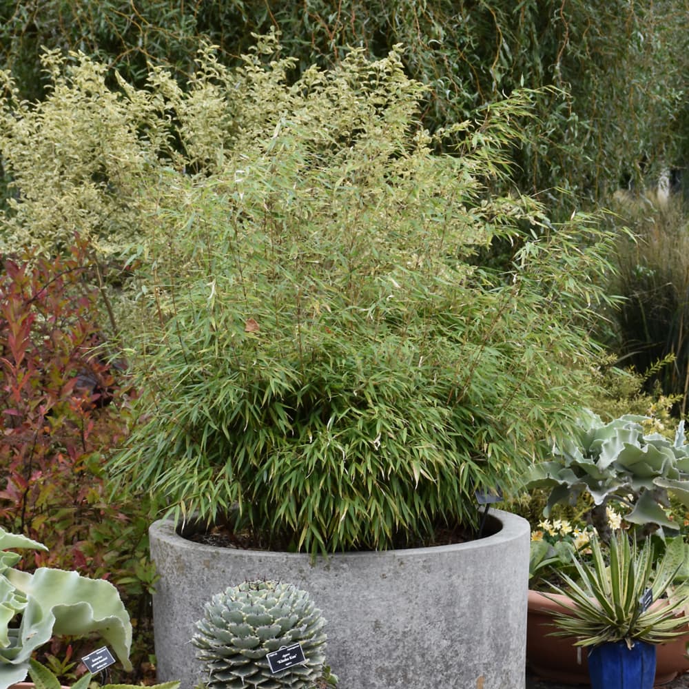 NetPS Plant Finder (www.netpsplantfinder.com)