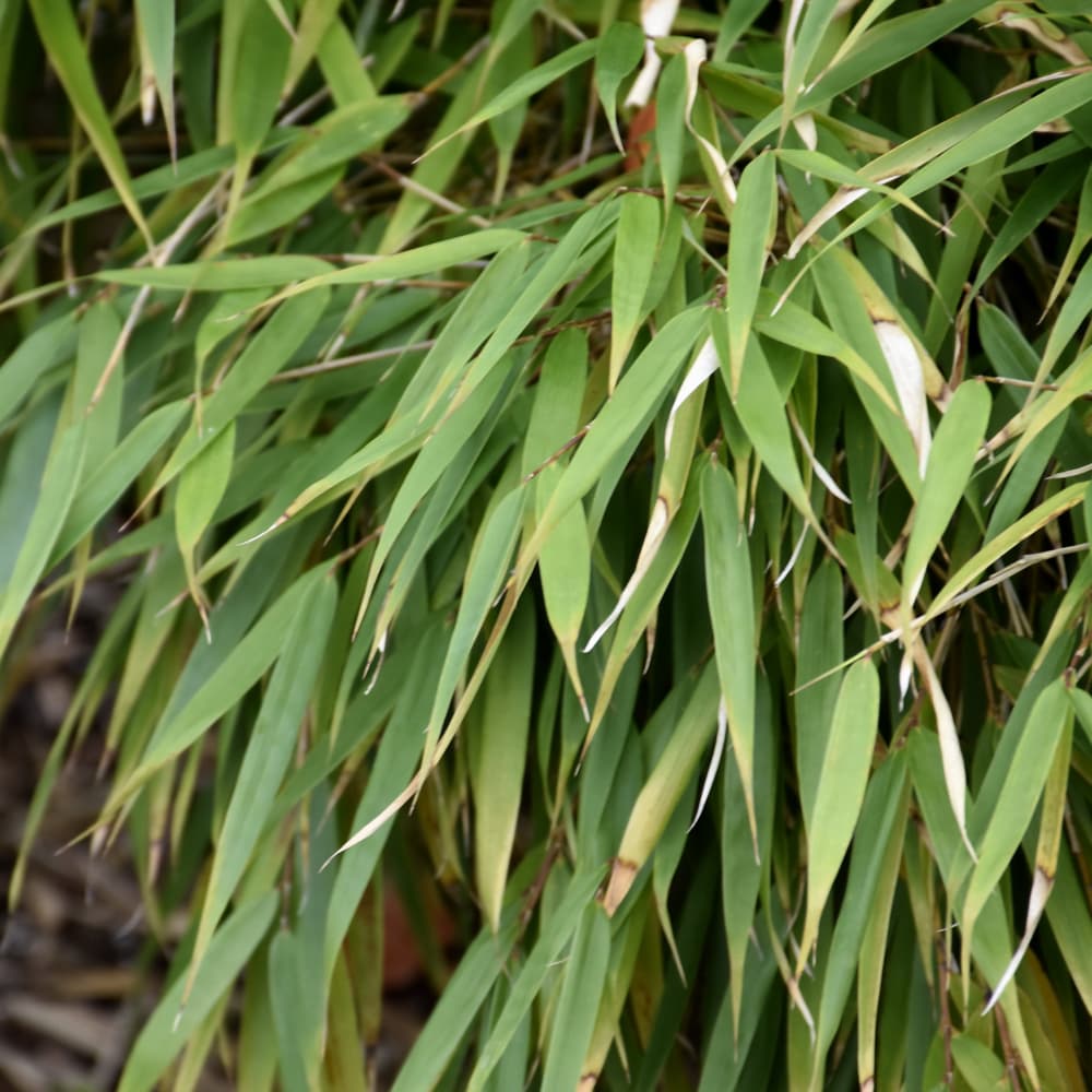 NetPS Plant Finder (www.netpsplantfinder.com)