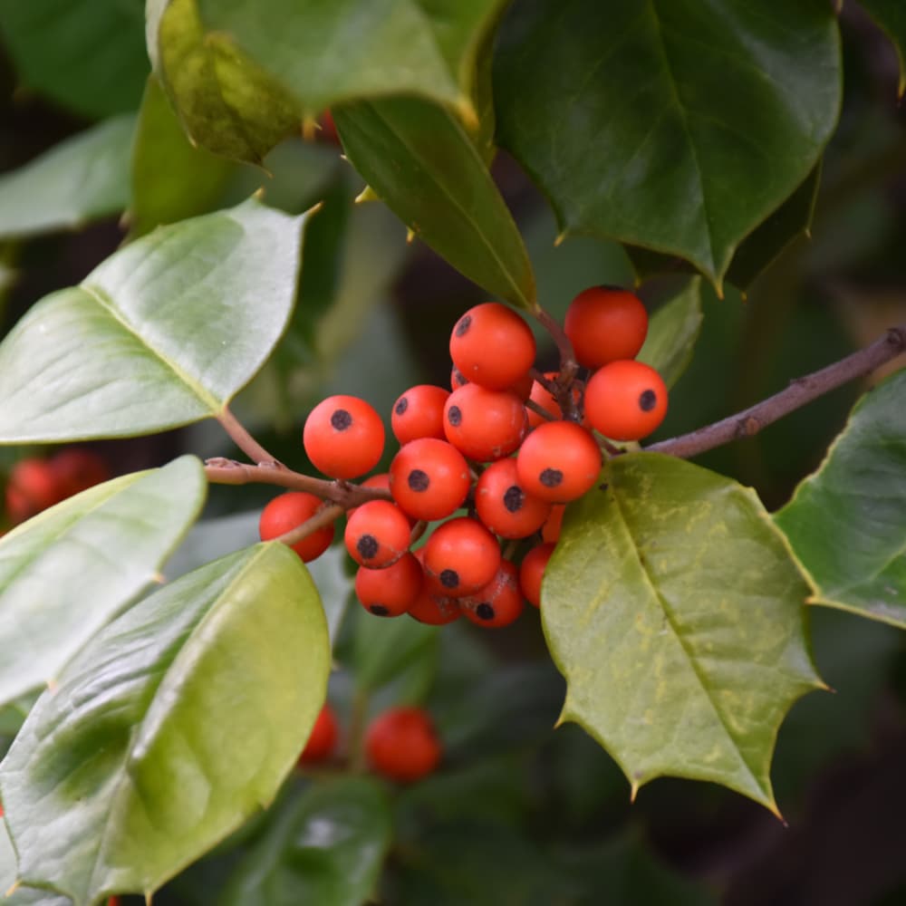 NetPS Plant Finder (www.netpsplantfinder.com)