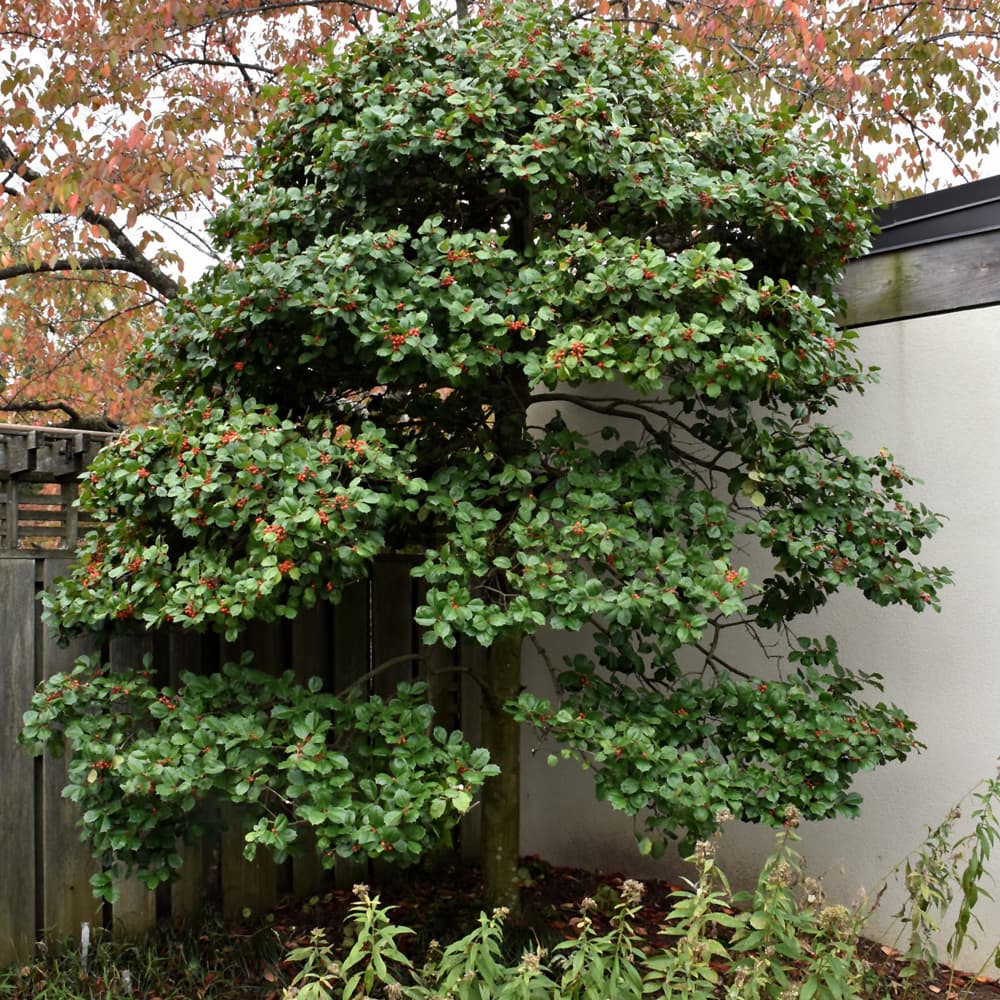 NetPS Plant Finder (www.netpsplantfinder.com)