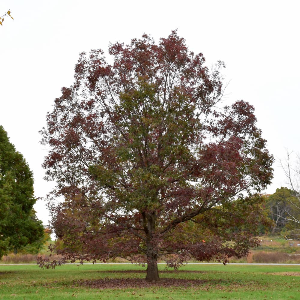 NetPS Plant Finder (www.netpsplantfinder.com)