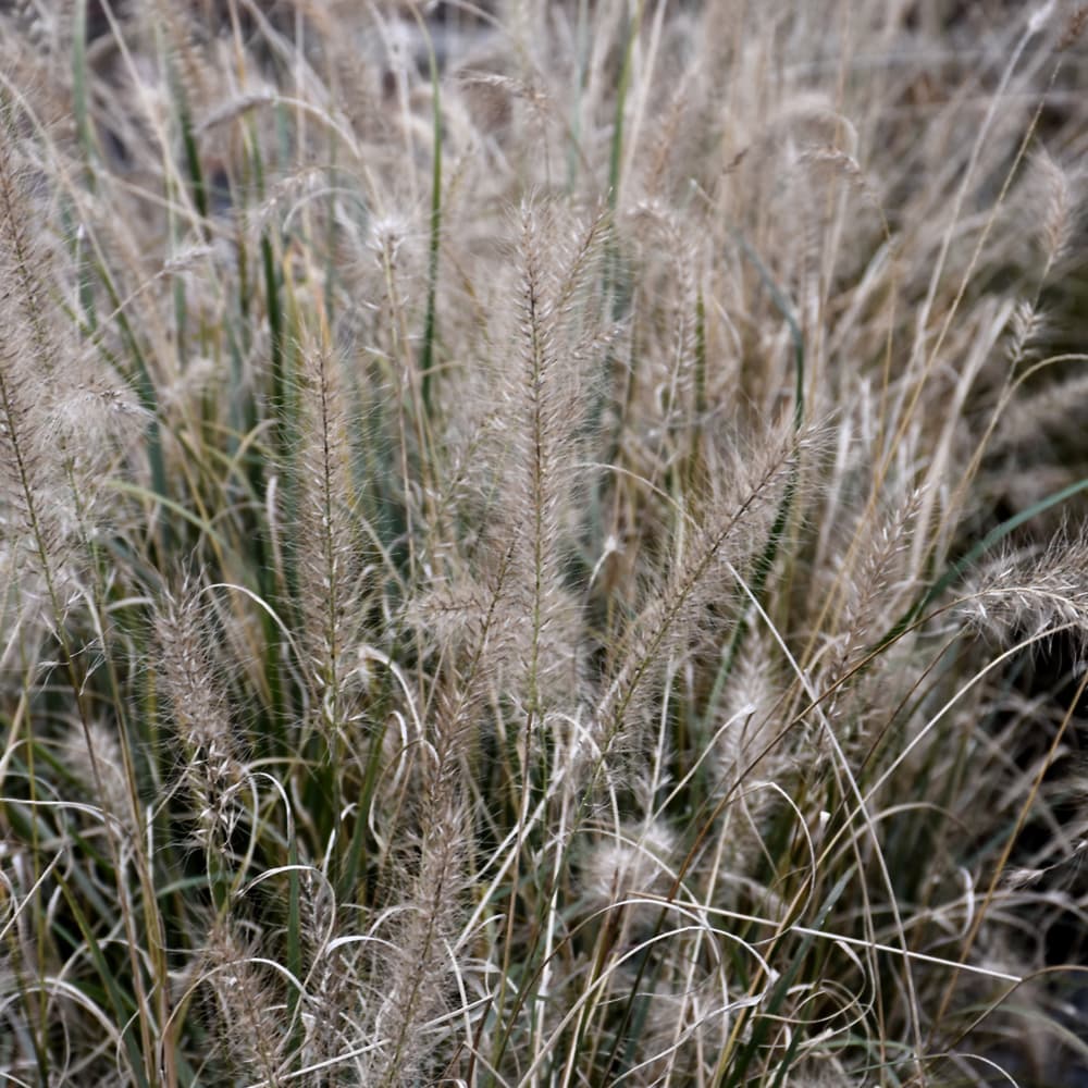 NetPS Plant Finder (www.netpsplantfinder.com)