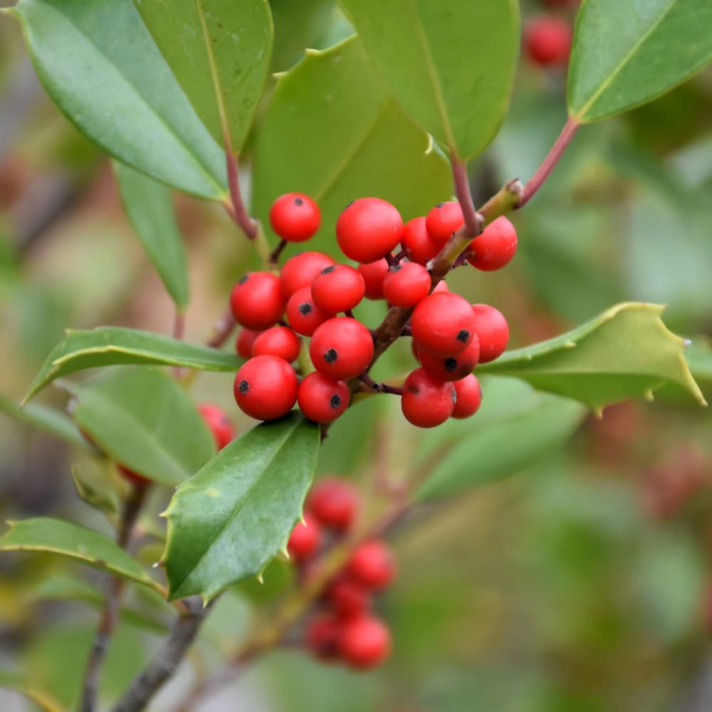 NetPS Plant Finder (www.netpsplantfinder.com)