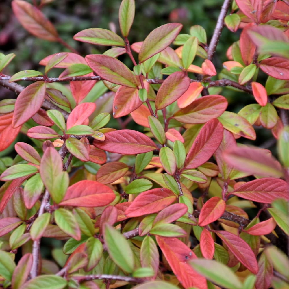 NetPS Plant Finder (www.netpsplantfinder.com)