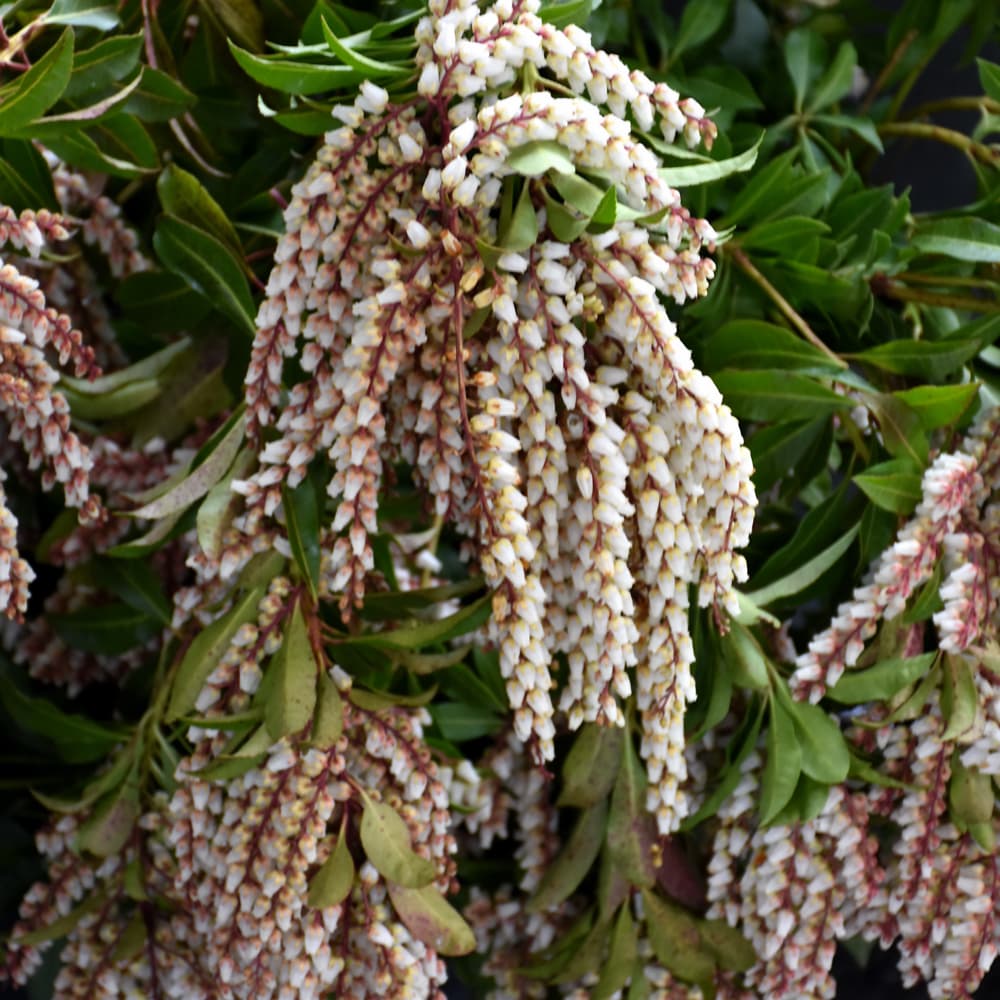 NetPS Plant Finder (www.netpsplantfinder.com)