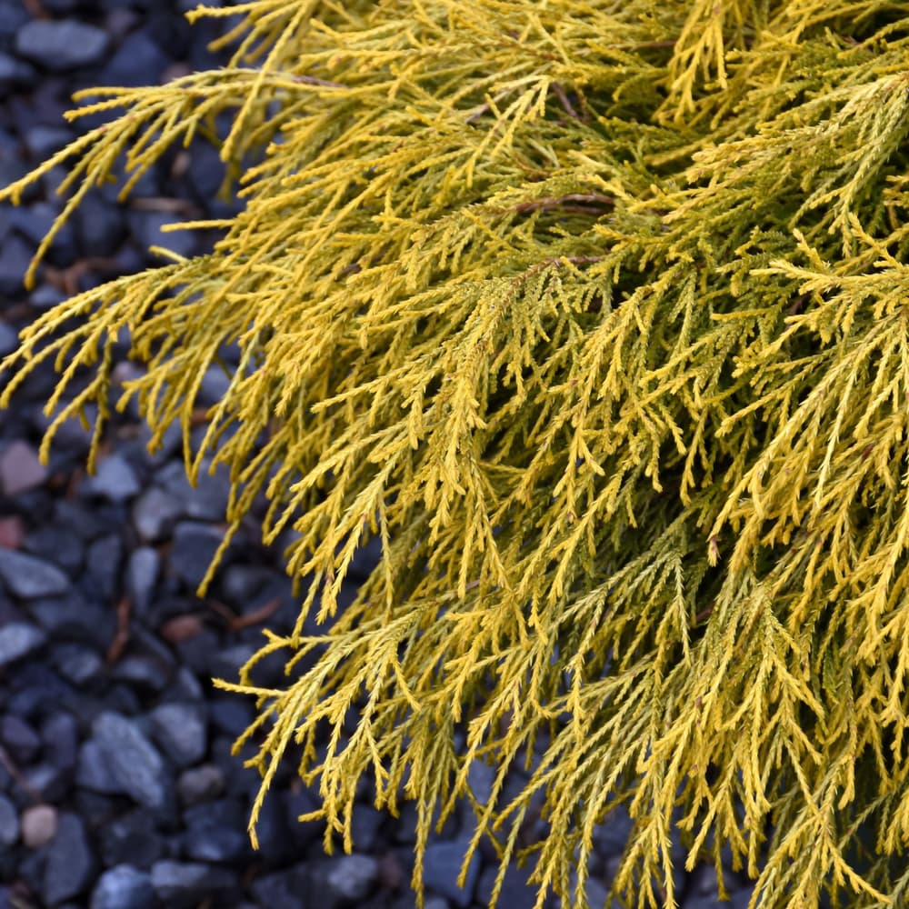 NetPS Plant Finder (www.netpsplantfinder.com)