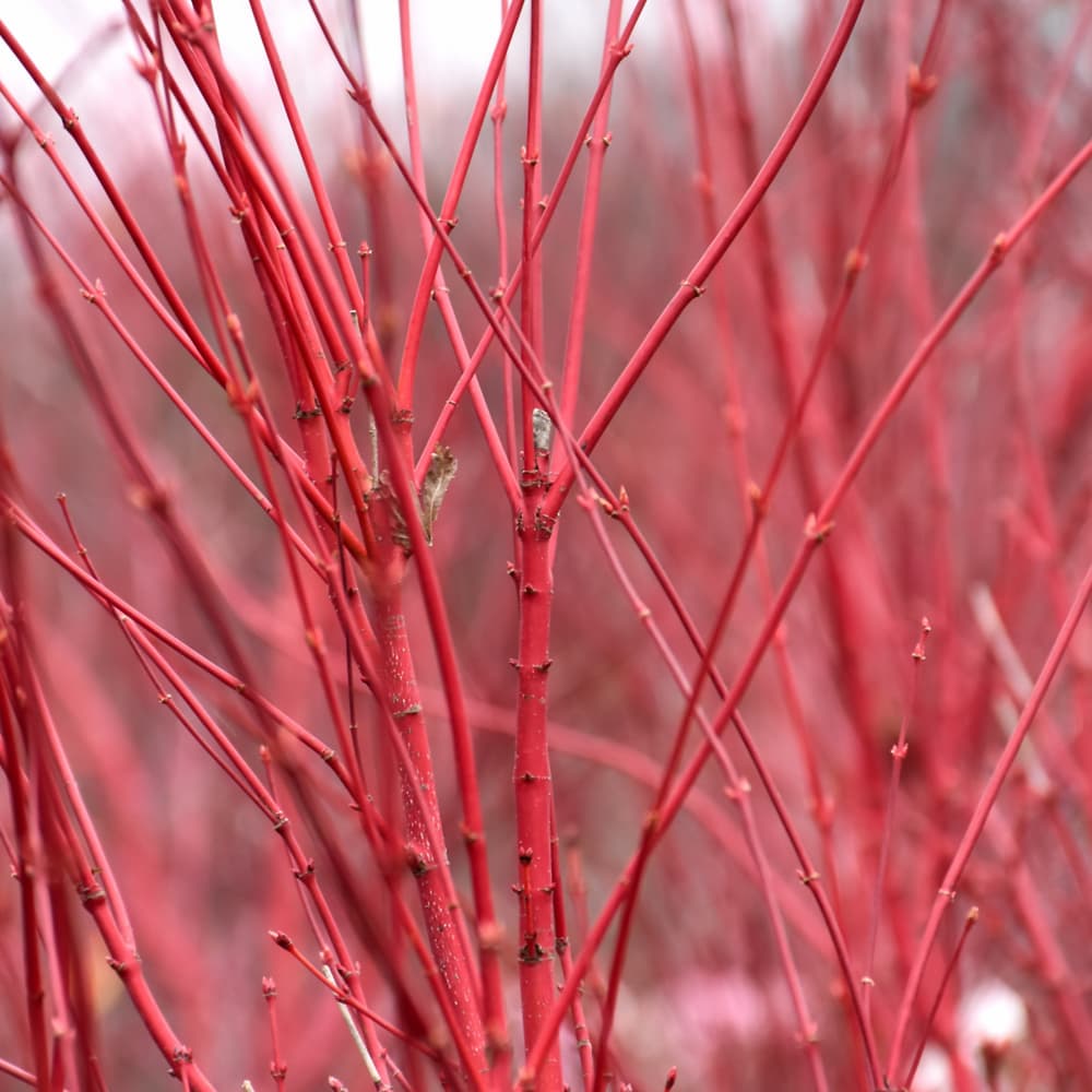 NetPS Plant Finder (www.netpsplantfinder.com)