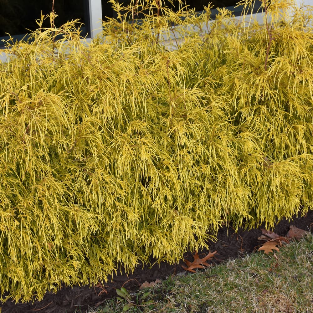 NetPS Plant Finder (www.netpsplantfinder.com)