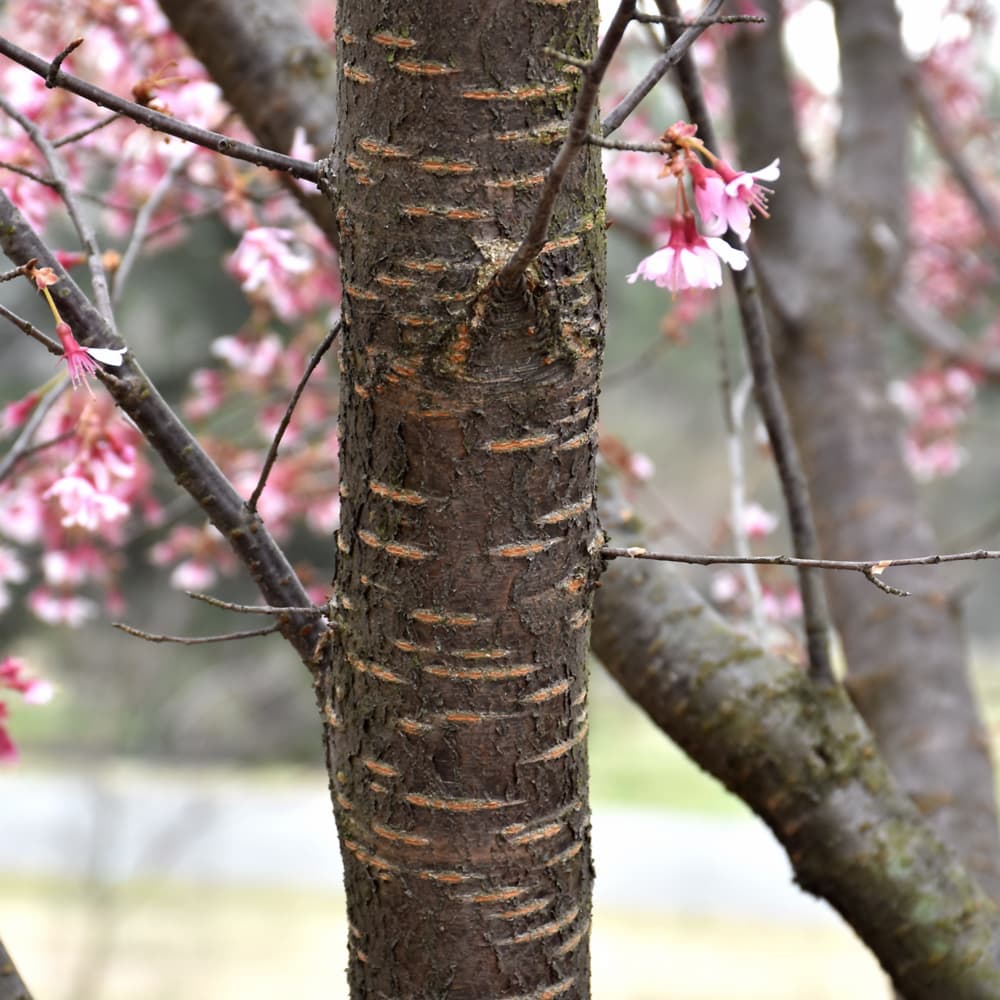 NetPS Plant Finder (www.netpsplantfinder.com)