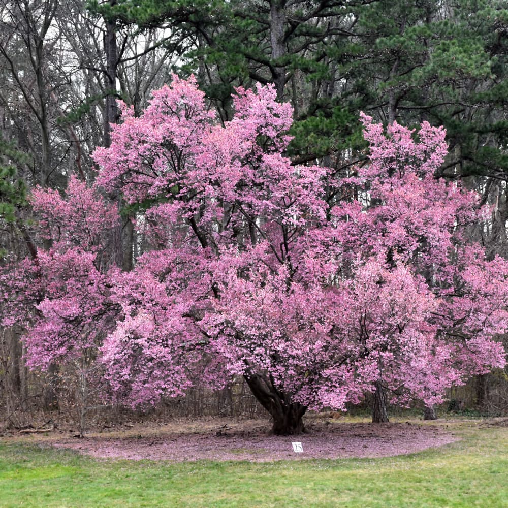 NetPS Plant Finder (www.netpsplantfinder.com)