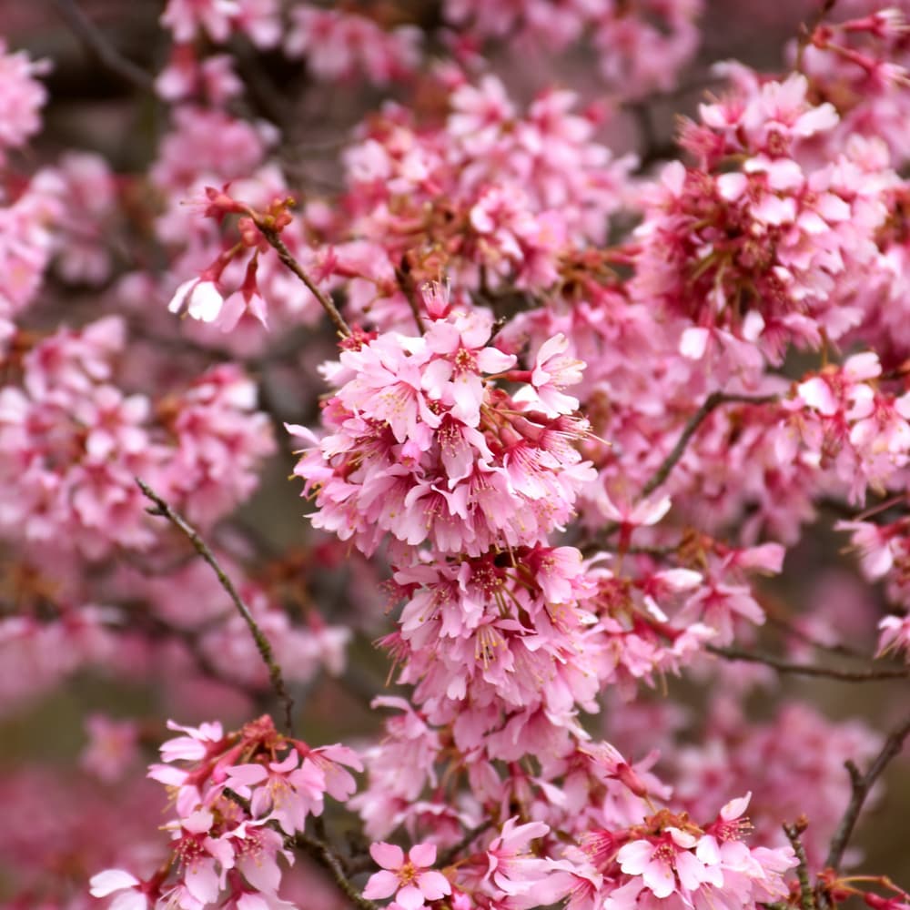 Cherry Okame