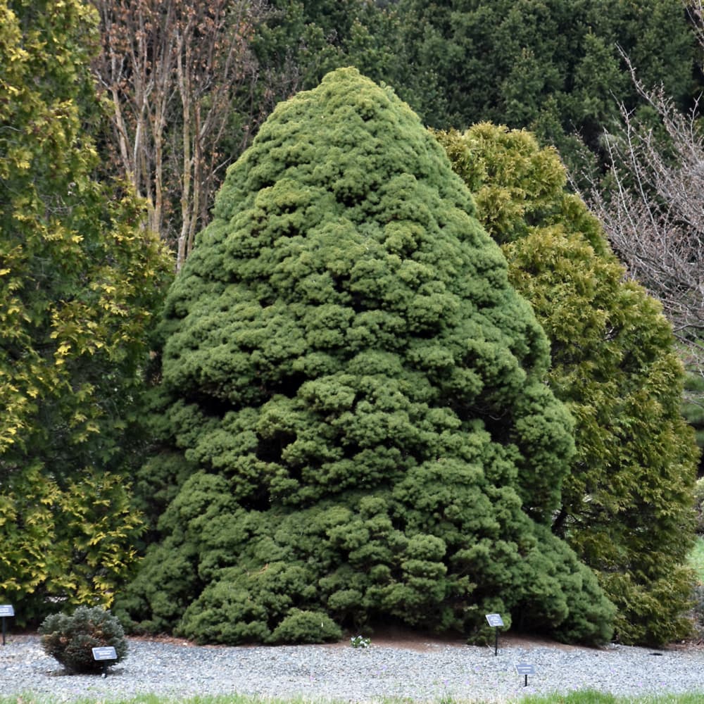 NetPS Plant Finder (www.netpsplantfinder.com)